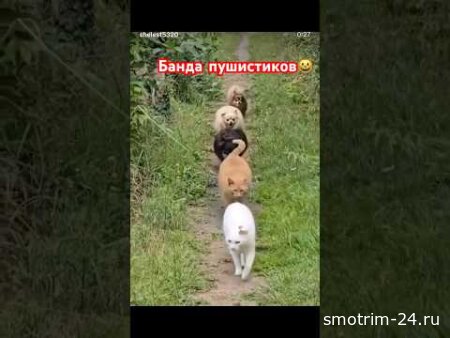 Банда пушистиков