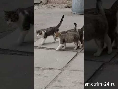 Бригада котов