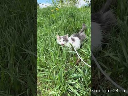 Всё-таки не городской кот