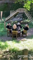 Панды развлекаются